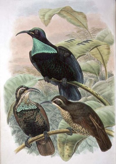Ptiloris Paradiseus, Ave del Paraíso de Rifle de William Matthew Hart