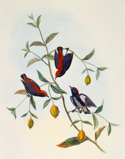Picaflor de espalda escarlata (Dicaeum cruentatum), grabado por William Matthew Hart (1830-1908) de William Matthew Hart