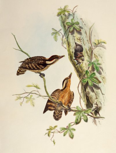 Pico de Sunda (Dendrocopos moluccensis), litografía de Birds of Asia de William Matthew Hart