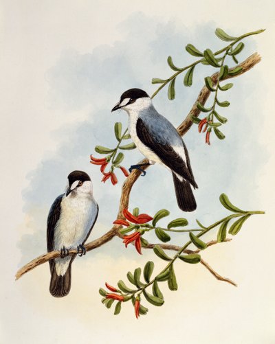 Petirrojo de torrente (Monachella muelleriana), grabado por William Matthew Hart (1830-1908), Reino Unido de William Matthew Hart