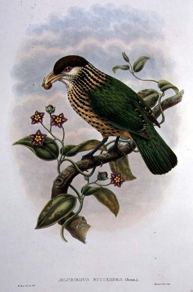 Pájaro Gato de Orejas Blancas - Ailuroedus Buccoides de William Matthew Hart