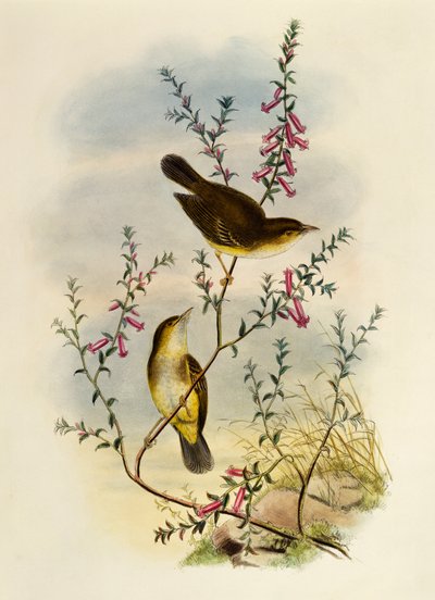 Papamoscas manchado blanco (Pseudogerygone notata), grabado por William Matthew Hart, Reino Unido de William Matthew Hart