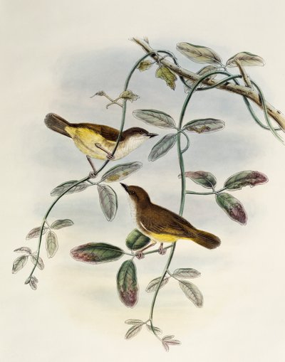 Gerygone de vientre amarillo (Gerygone chrysogaster), litografía de Birds of Asia de William Matthew Hart