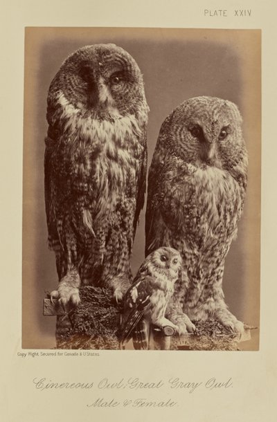 Búho Cenizo; Búho Real. Macho y hembra de William Notman