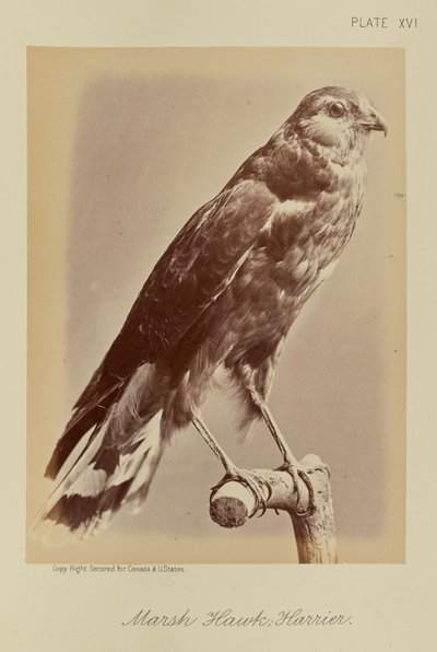 Halcón de los pantanos; Aguilucho de William Notman