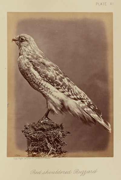 Busardo ratonero de William Notman