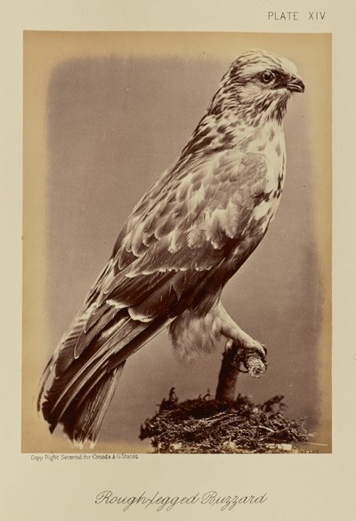 Busardo ratonero de William Notman