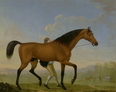 El Duque de Ancasters Bay Stallion, Blank, caminando hacia una Yegua de William Shaw