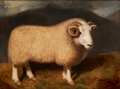 Carnero de Cheviot de William Shiels
