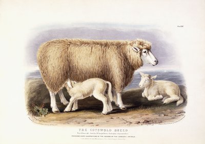 La Raza Cotswold, Oveja, 8 años, 1840-1842 de William Shiels