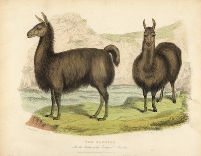 Alpaca, Vicugna pacos de William Smellie