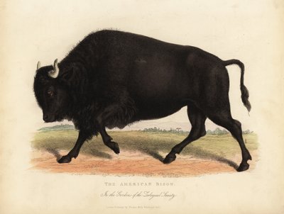 Bisonte americano o búfalo, Bison bison de William Smellie