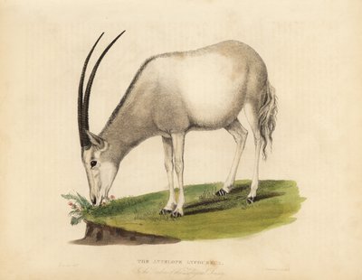 Órix árabe o blanco, Oryx leucoryx. Vulnerable de William Smellie