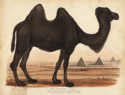 Camello bactriano, Camelus bactrianus de William Smellie