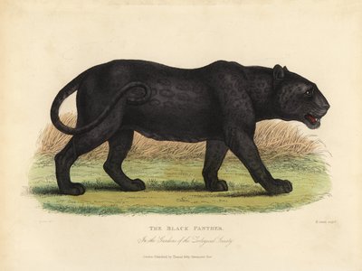 Pantera negra, Panthera pardus o Panthera onca de William Smellie