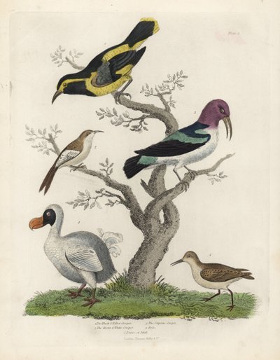 Trepador negro y amarillo, trepador marrón y blanco, Certhia americana, trepador de Cayena, Dacnis cayana, Dodo, Raphus cucullatus, y purre o correlimos, Calidris alpina. Grabado en cobre coloreado a mano por un artista desconocido del libro Historia Natur de William Smellie
