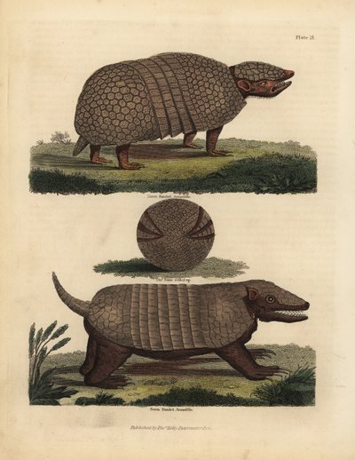 Armadillo brasileño de tres bandas y armadillo de siete bandas de William Smellie