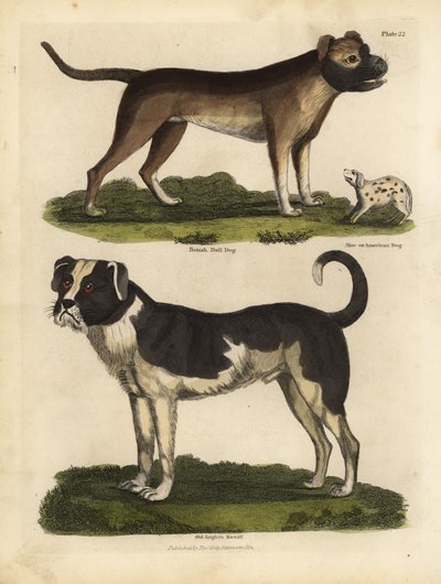 Razas de perros, Canis lupus familiaris de William Smellie