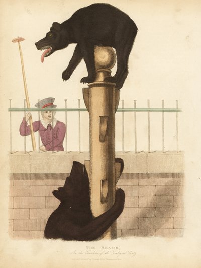Oso pardo, Ursus arctos de William Smellie