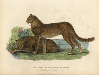 Guepardo, Acinonyx jubatus de William Smellie