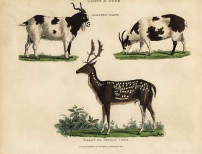 Cabras domésticas y ciervos gamos o venados de William Smellie