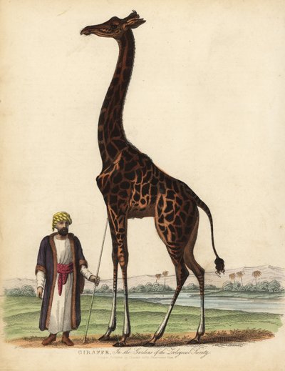 Jirafa, Giraffa camelopardalis de William Smellie