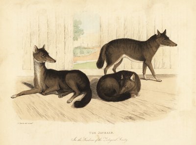 Chacal dorado, Canis aureus de William Smellie
