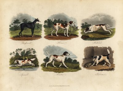Galgo, Harrier, Foxhound, Spaniel, Pointer, Terrier de William Smellie
