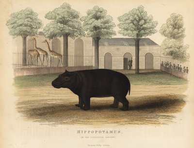 Hipopótamo, Hippopotamus amphibius de William Smellie