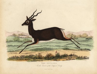 Antílope indio o blackbuck, Antilope cervicapra de William Smellie