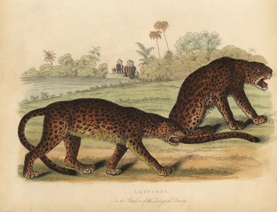 Leopardos, Panthera pardus de William Smellie