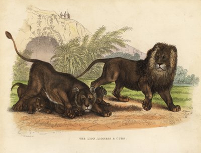León, Leona y Cachorros, Panthera leo de William Smellie