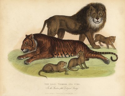 León, tigresa y cachorros de William Smellie
