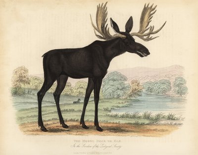 Alce, Alces alces de William Smellie