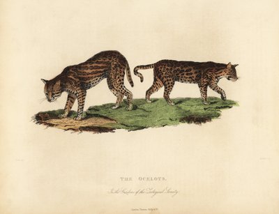 Ocelote, Leopardus pardalis de William Smellie