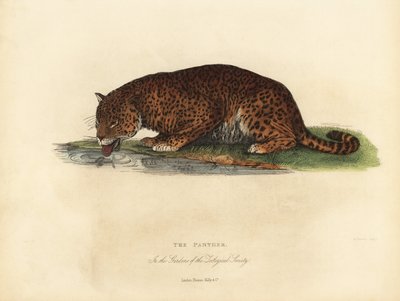 Pantera, Panthera pardus o Panthera onca de William Smellie