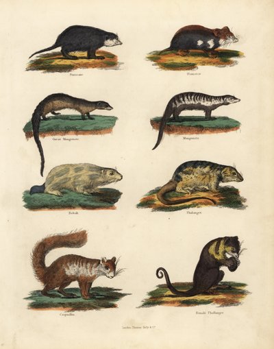 Especies de roedores de William Smellie