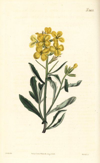 Erysimum odoratum (Erysium lanceolatum minus) de William Smellie
