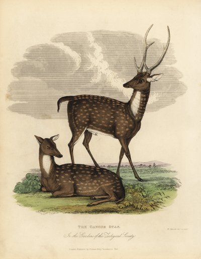 Ciervo de los pantanos o barasingha, Rucervus duvaucelii de William Smellie