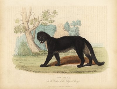 El Puma o León de Montaña, Puma concolor de William Smellie