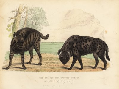 La hiena rayada y la hiena manchada de William Smellie