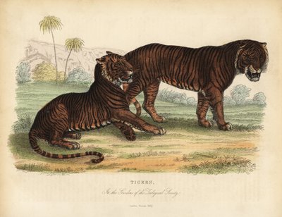 Tigre, Panthera tigris, en peligro de extinción. de William Smellie