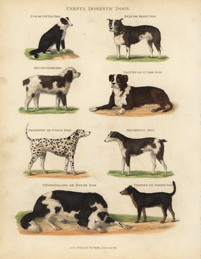 Perros domésticos útiles, Canis lupus familiaris de William Smellie