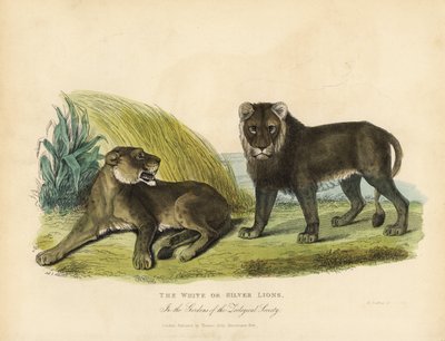Leones blancos o plateados, Panthera leo melanochaita de William Smellie