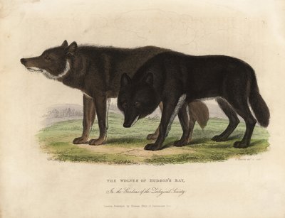 Lobos de la Bahía de Hudson, Canis lupus de William Smellie