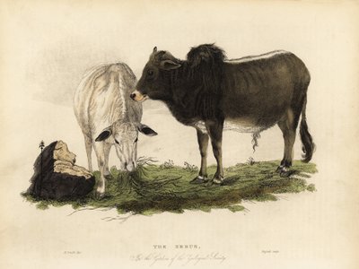 Cebú, Bos primigenius indicus de William Smellie