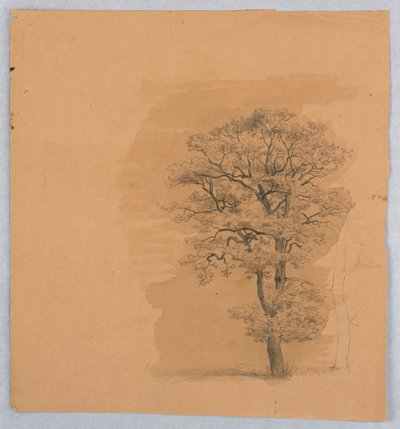 Estudio de follaje de William Stanley Haseltine