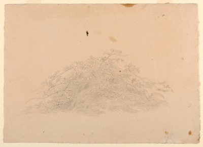 Estudio de Follaje de William Stanley Haseltine
