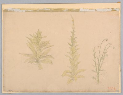 Estudio de plantas de gordolobo de William Stanley Haseltine