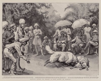Deporte nativo en India, una pelea de carneros en Bengala de William T. Maud